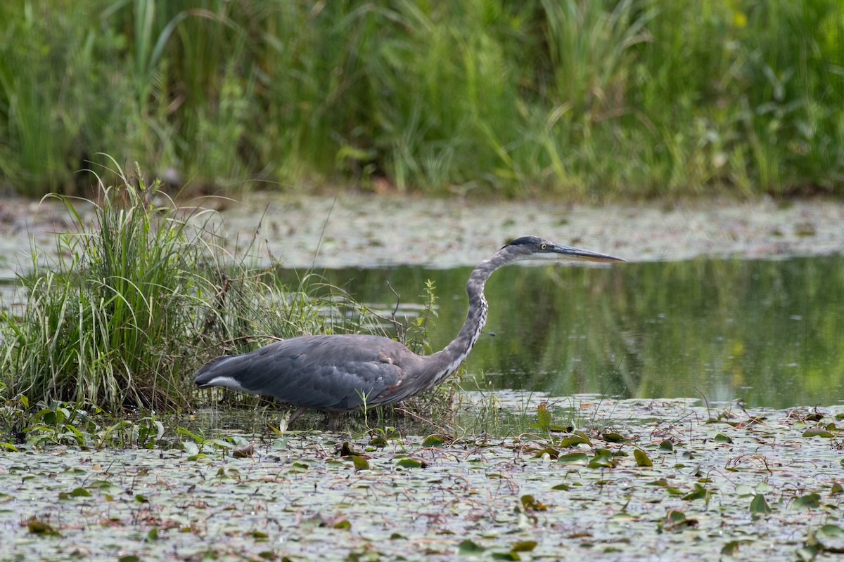 Garza Azulada - ML597091061