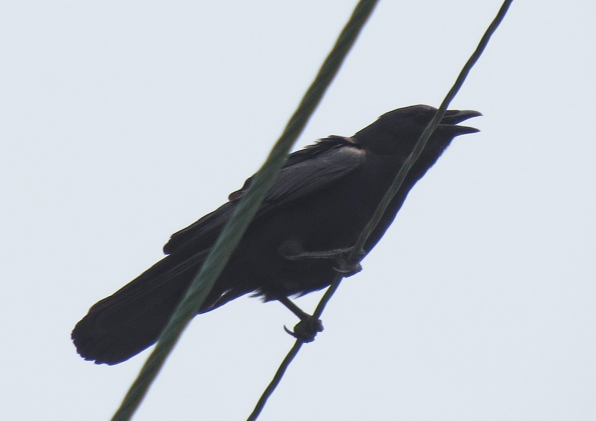 Fish Crow - ML597094031