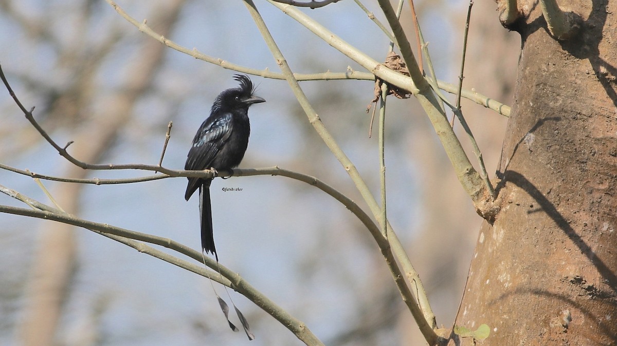 Greater Racket-tailed Drongo - ML597095061
