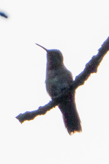 Ruby-throated Hummingbird - Keith Lea