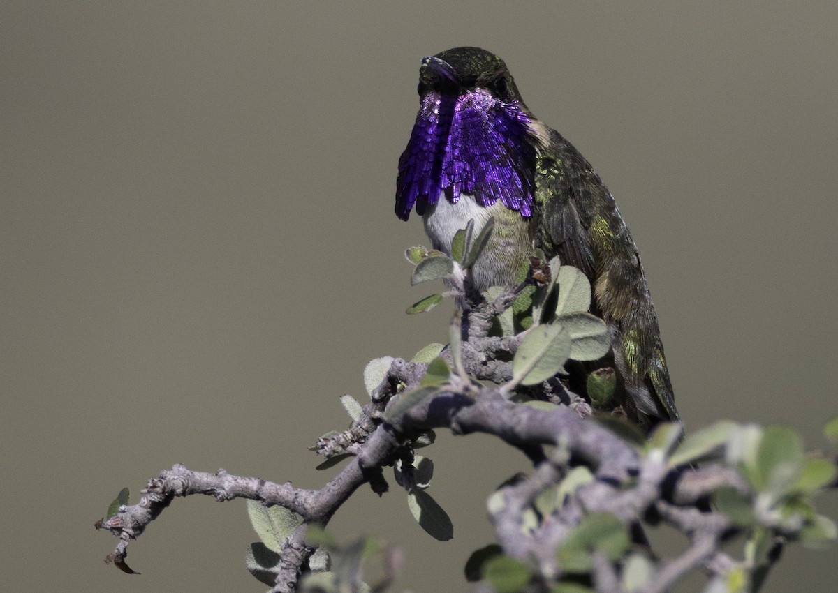 Lucifer Hummingbird - ML597101291