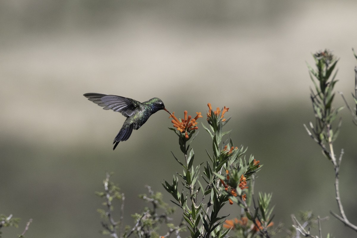 Broad-billed Hummingbird - ML597101301