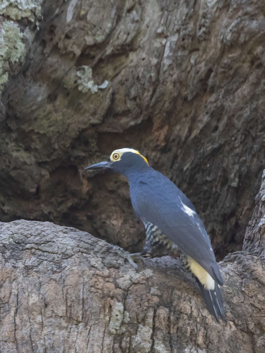 Yellow-tufted Woodpecker - ML597102121