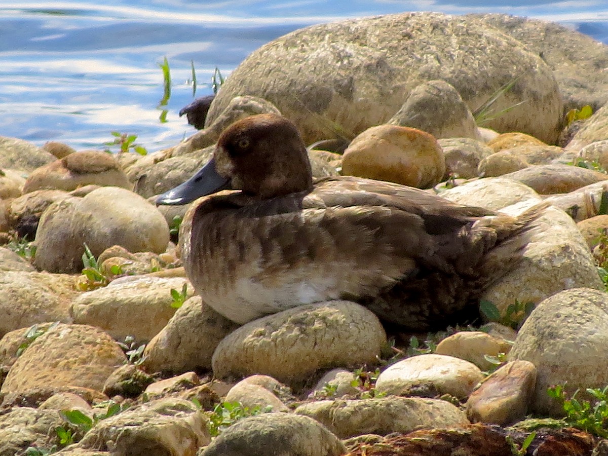 Greater Scaup - Ted Floyd