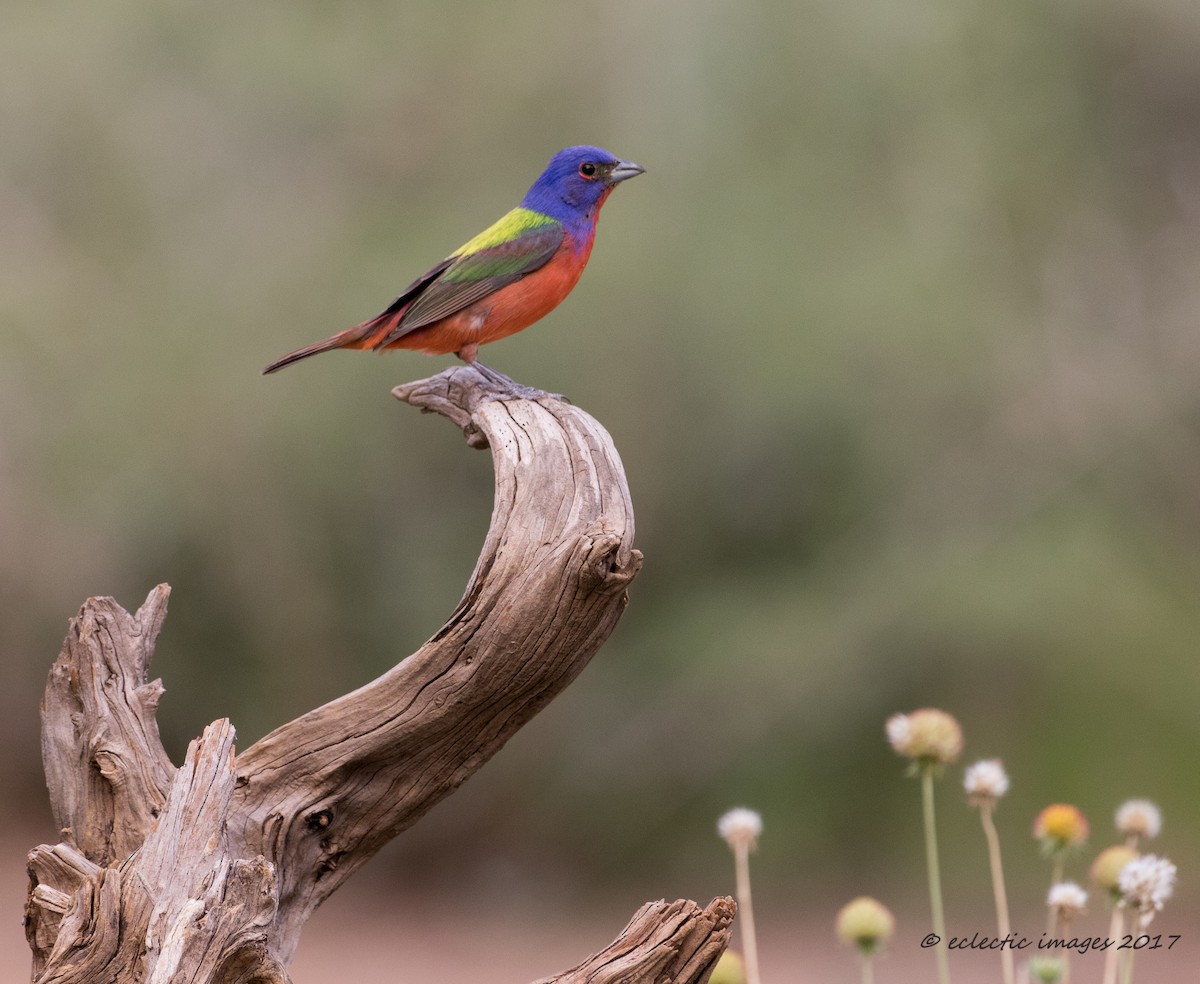 Painted Bunting - ML59710391
