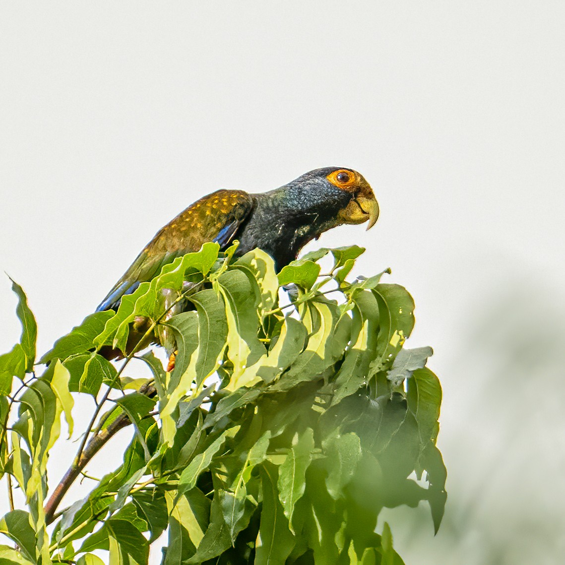 White-crowned Parrot - ML597104381