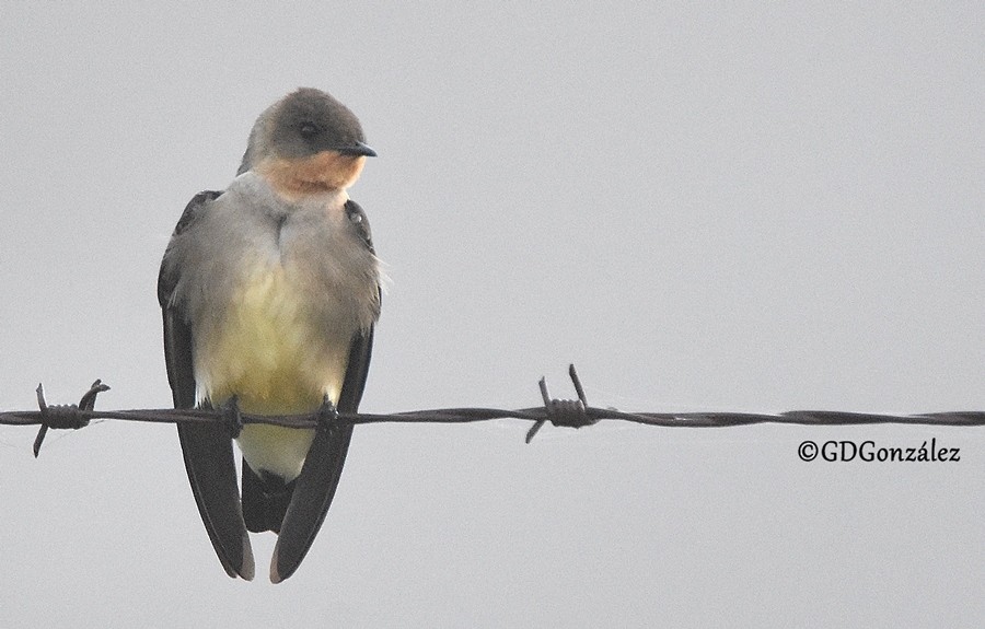 Southern Rough-winged Swallow - ML597105381