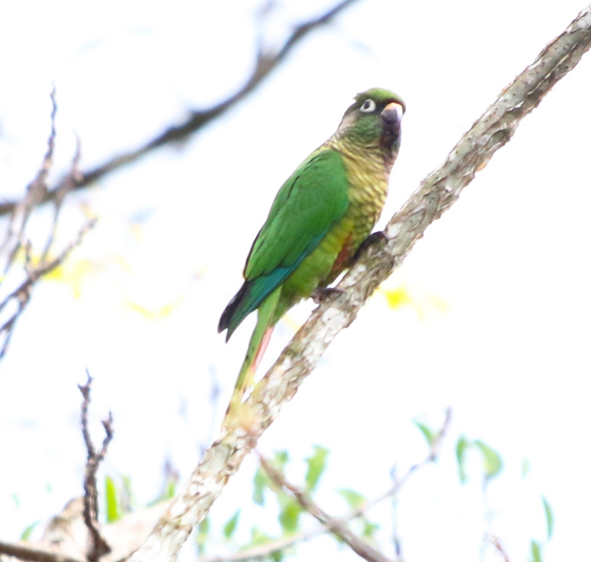 Maroon-bellied Parakeet (Maroon-tailed) - ML597113371