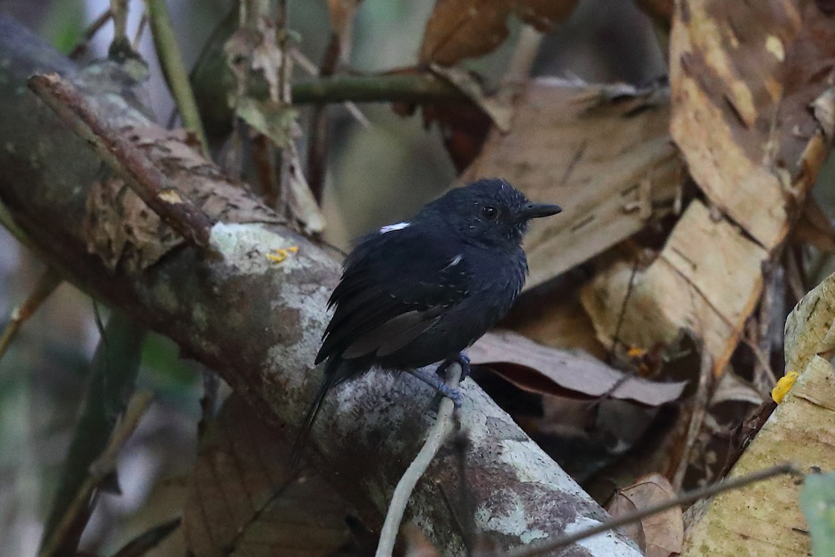 Blackish Antbird - ML597113841