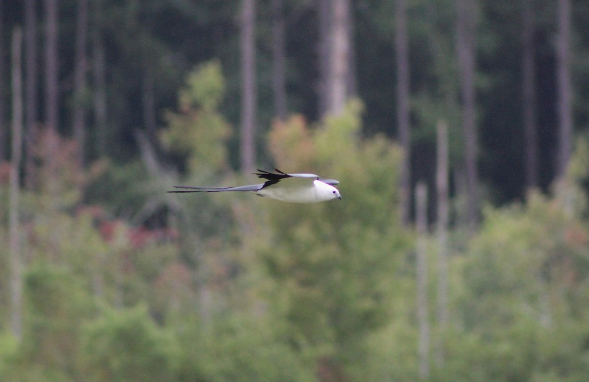 Swallow-tailed Kite - ML597115081