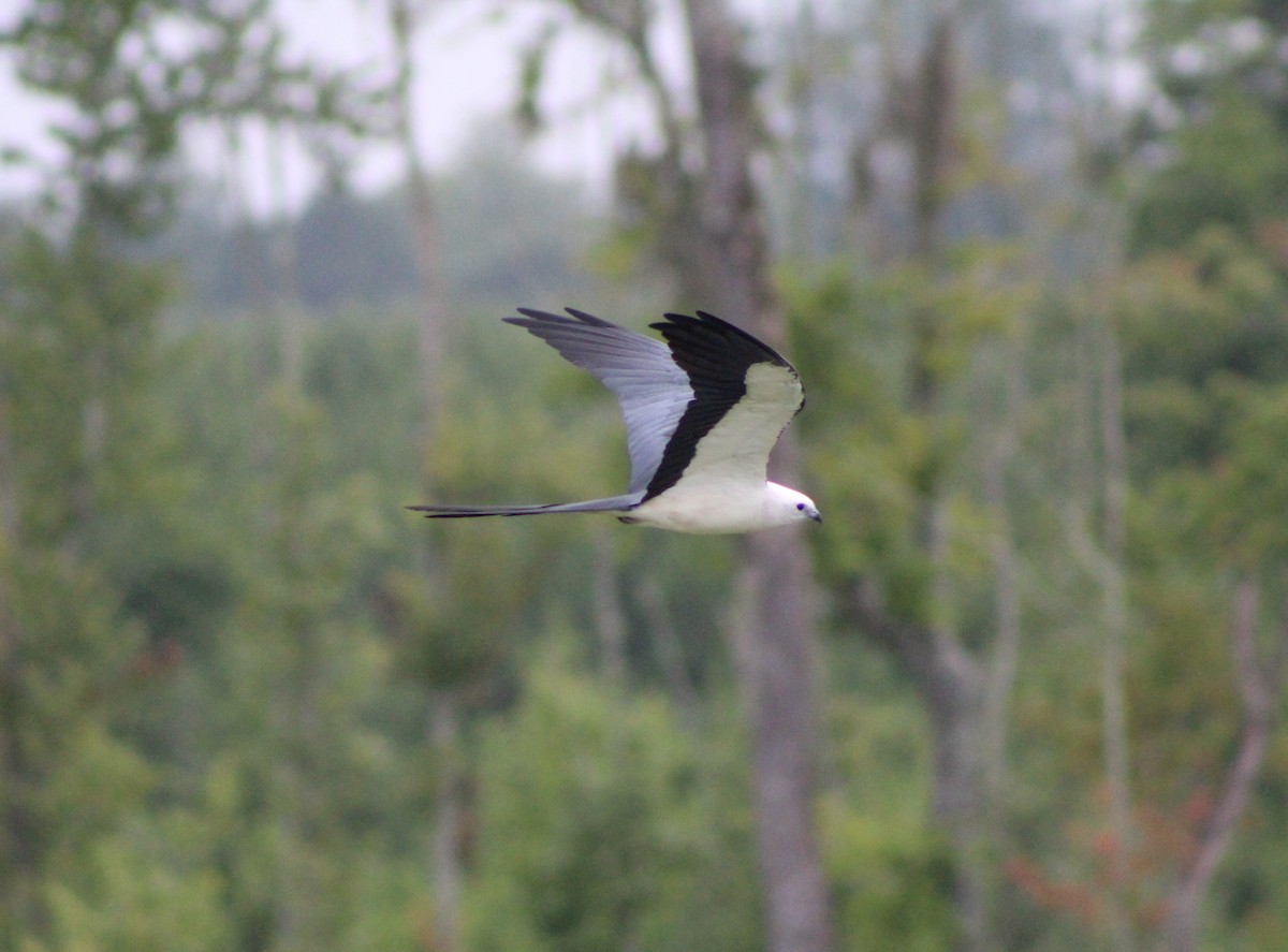 Swallow-tailed Kite - ML597115091
