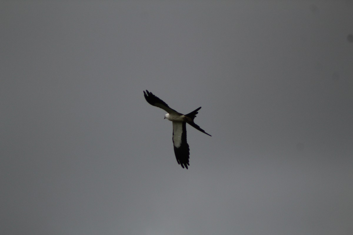 Swallow-tailed Kite - ML597115101
