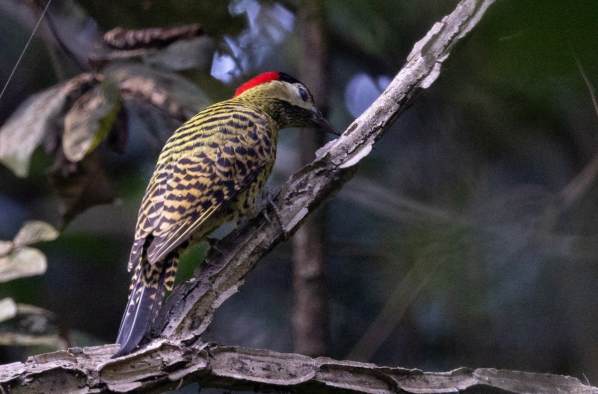 Green-barred Woodpecker - Beatrix Pond