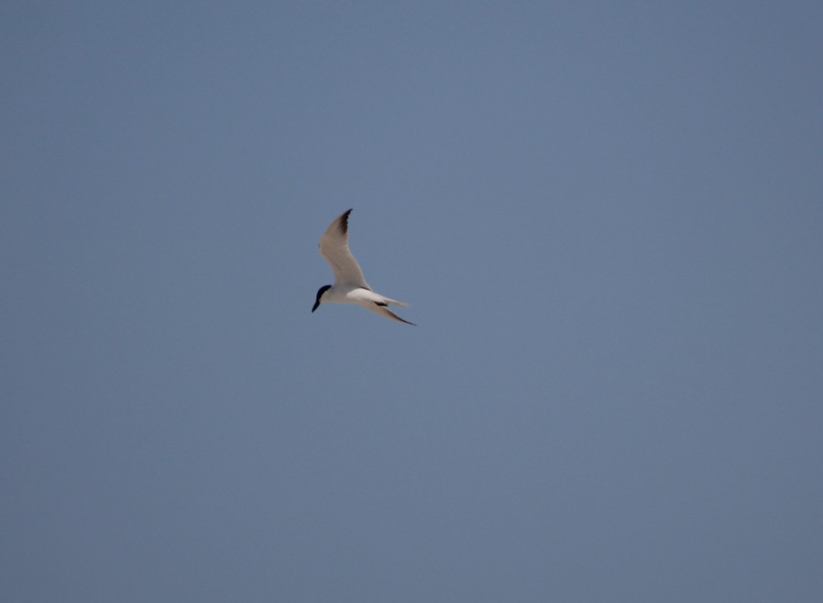 Gull-billed Tern - ML597116111