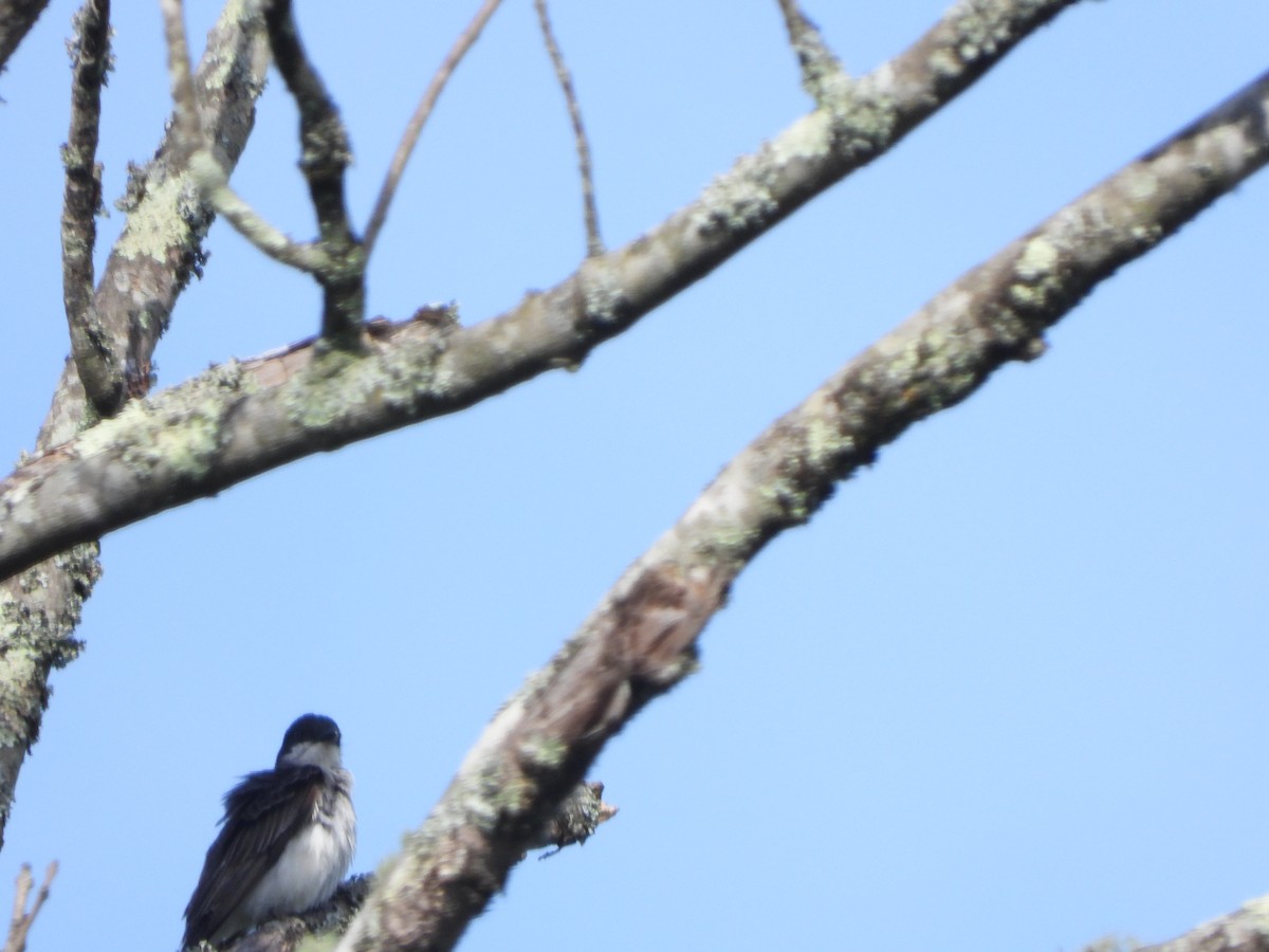 Tree Swallow - ML597116411