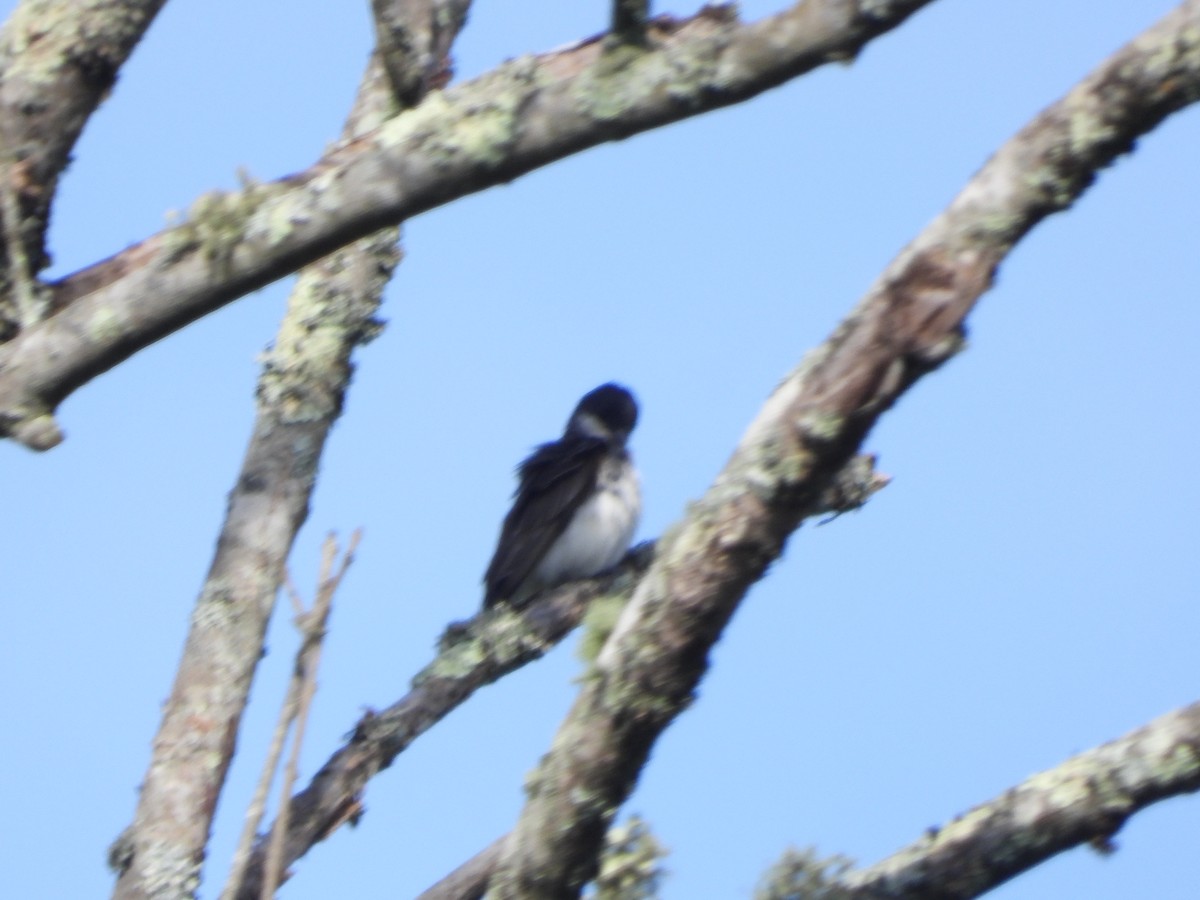 Tree Swallow - ML597116421