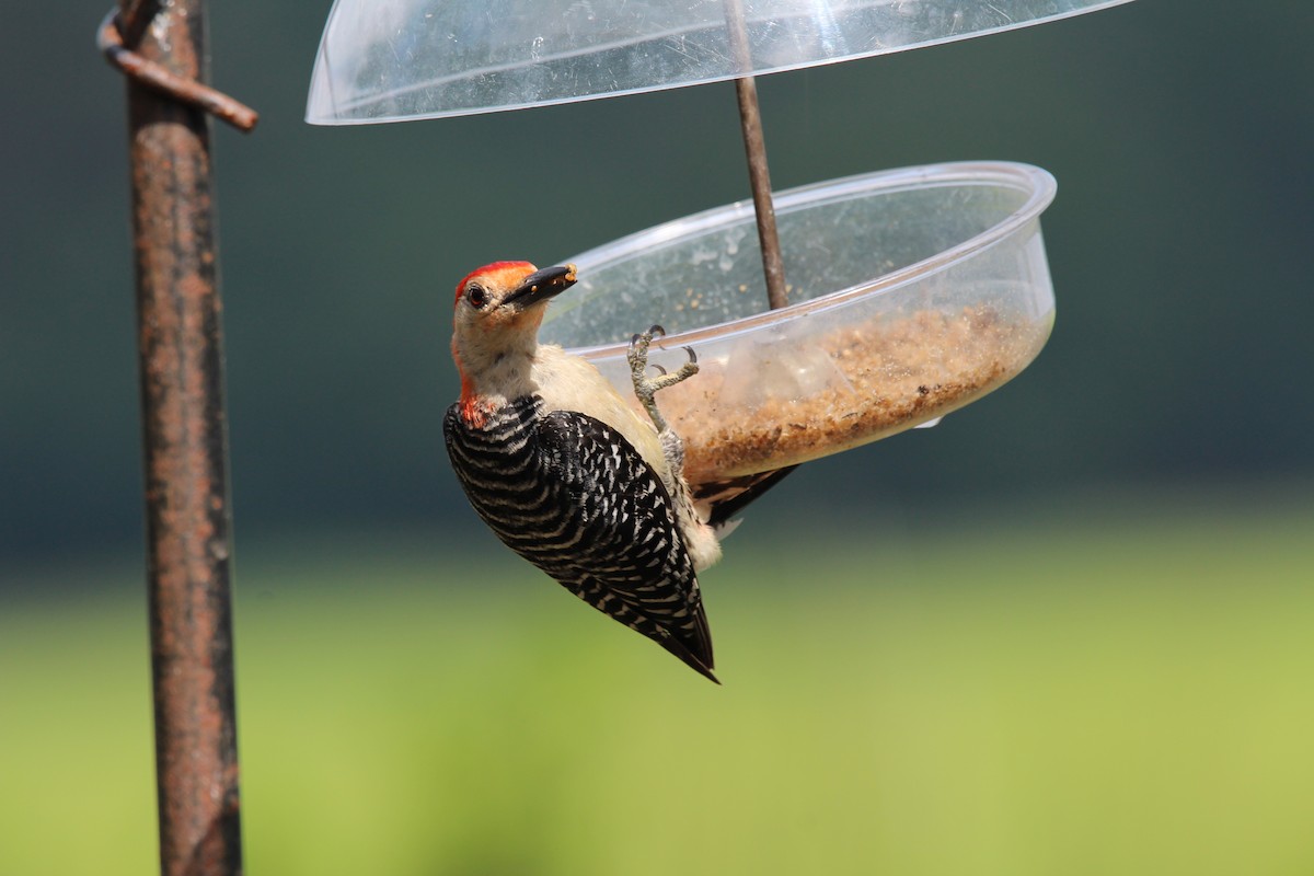 Red-bellied Woodpecker - ML597118371