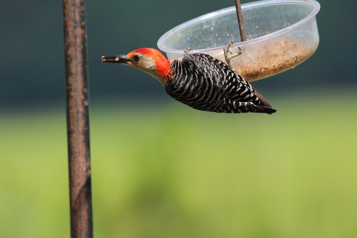 Red-bellied Woodpecker - ML597118381