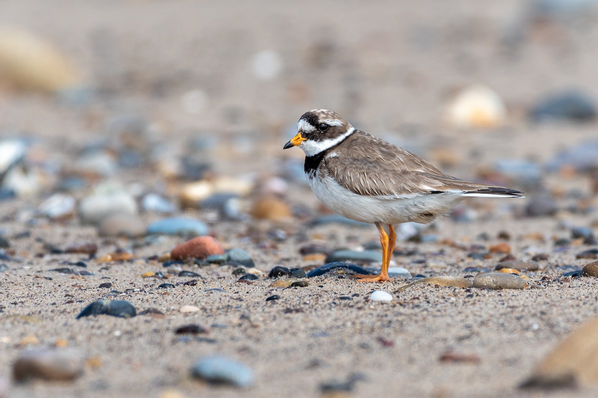Common Ringed Plover - ML597119051