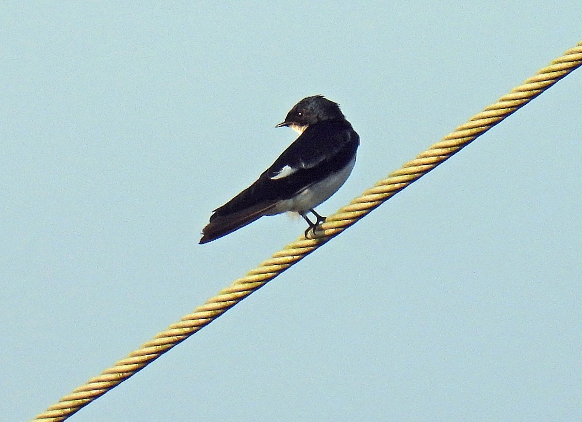 Pied-winged Swallow - ML597120691