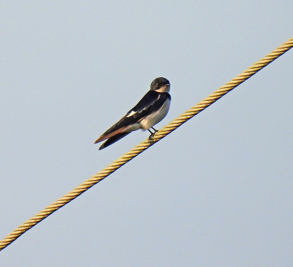 Pied-winged Swallow - Simon Hitchen