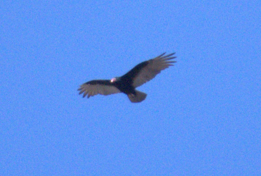 Turkey Vulture - ML597121691