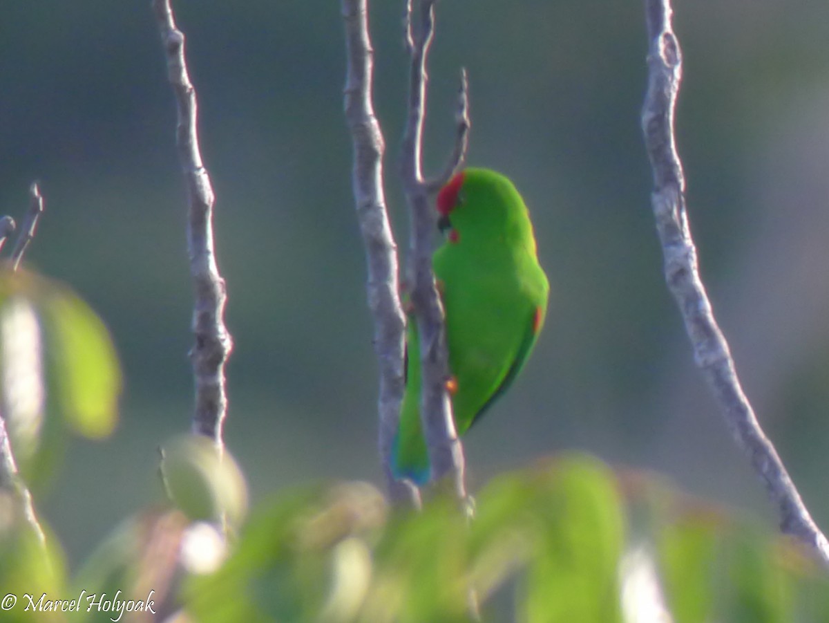 Sulawesi Hanging-Parrot - ML597122231