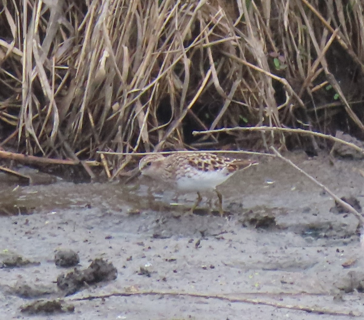 Ebird Checklist May Nine Springs Natural Area Species