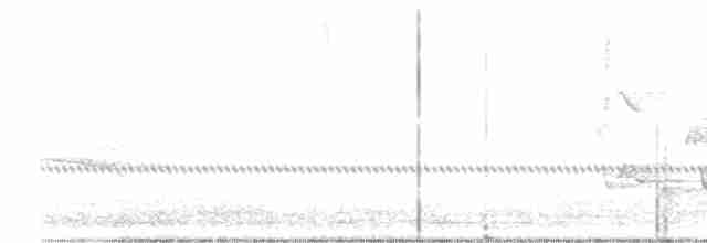 Поплітник каролінський - ML597124161
