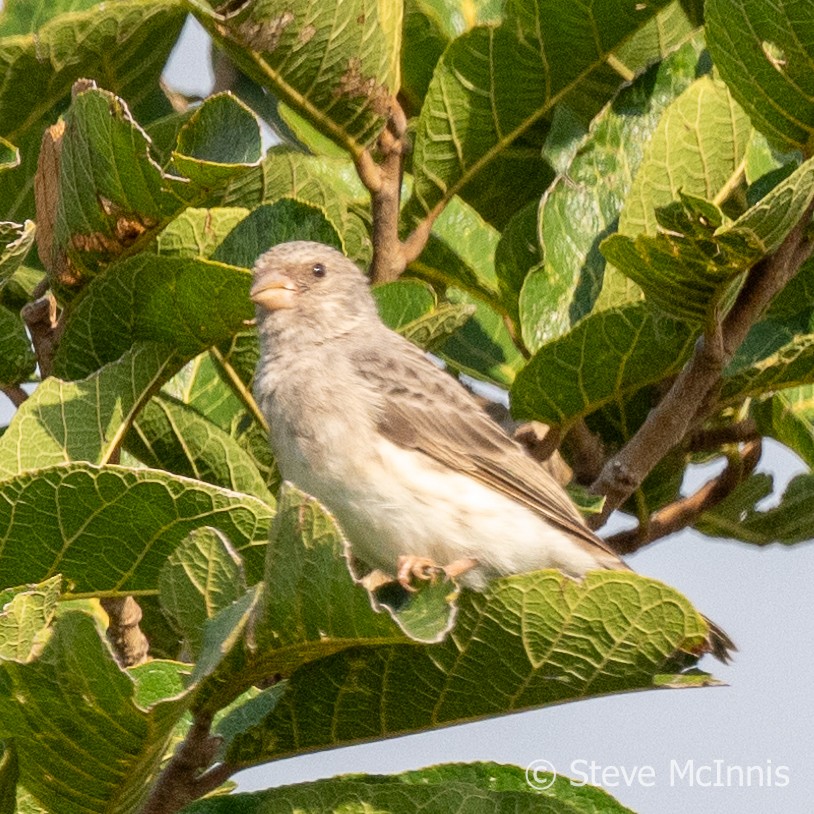 White-rumped Seedeater - ML597124321