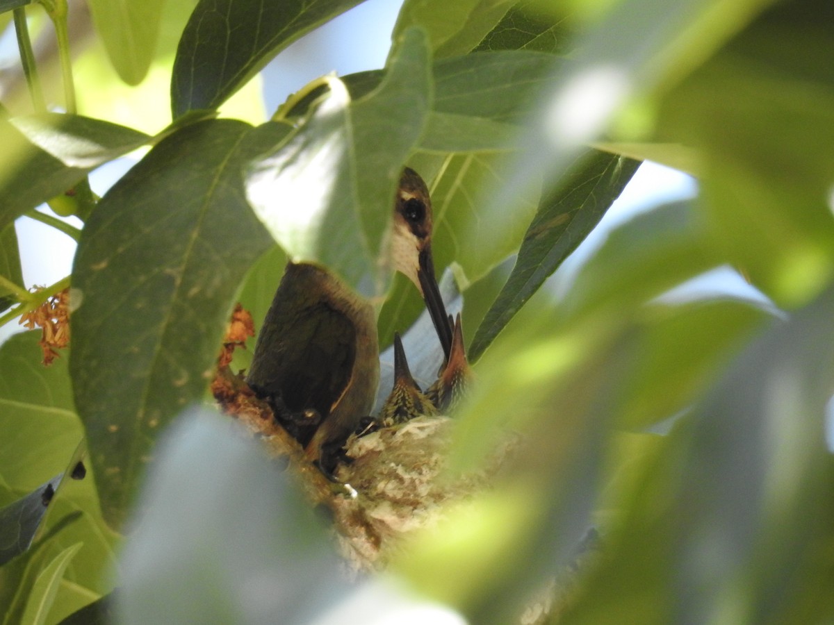 Black-chinned Hummingbird - Devon DeRaad