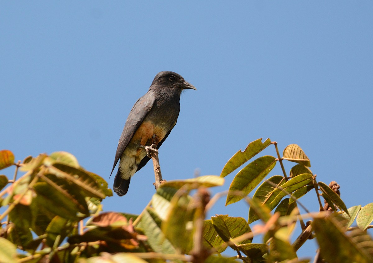 Swallow-winged Puffbird - ML597130341