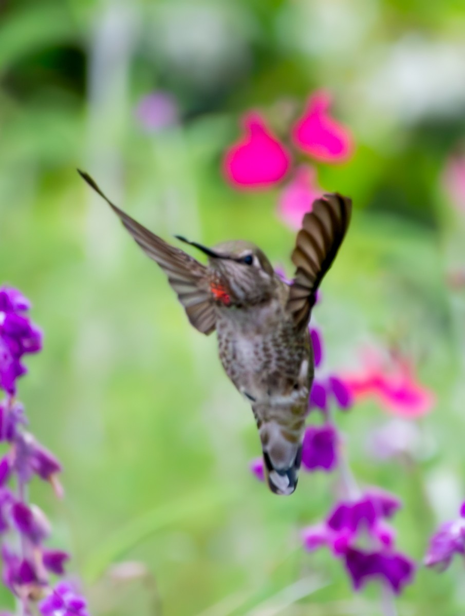 Anna's Hummingbird - ML597132401