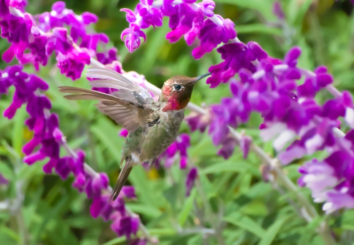 Anna's Hummingbird - Walter Oshiro