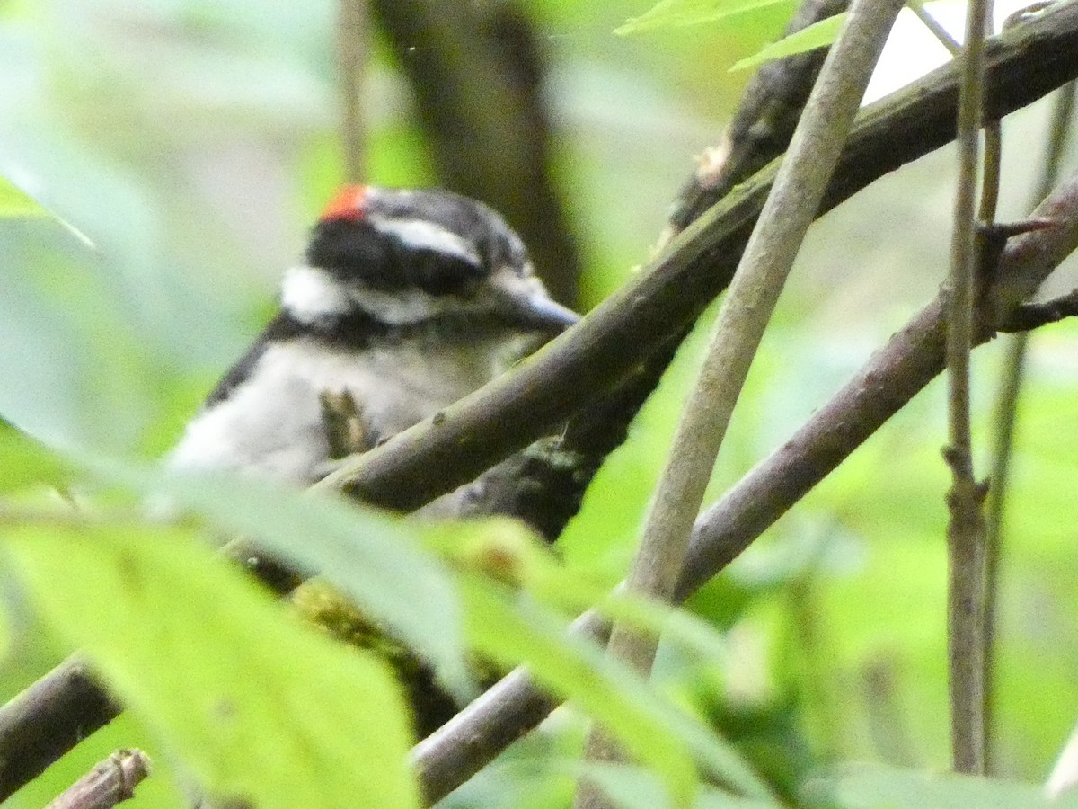 Hairy Woodpecker - Sarah Councell