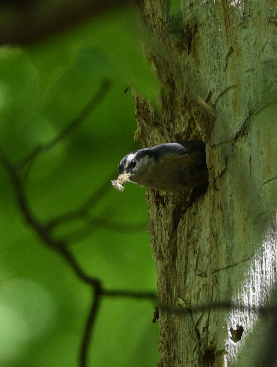 Red-breasted Nuthatch - ML597138291