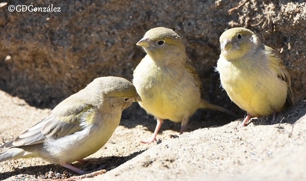 Patagonian Yellow-Finch - GUSTAVO DANIEL GONZÁLEZ
