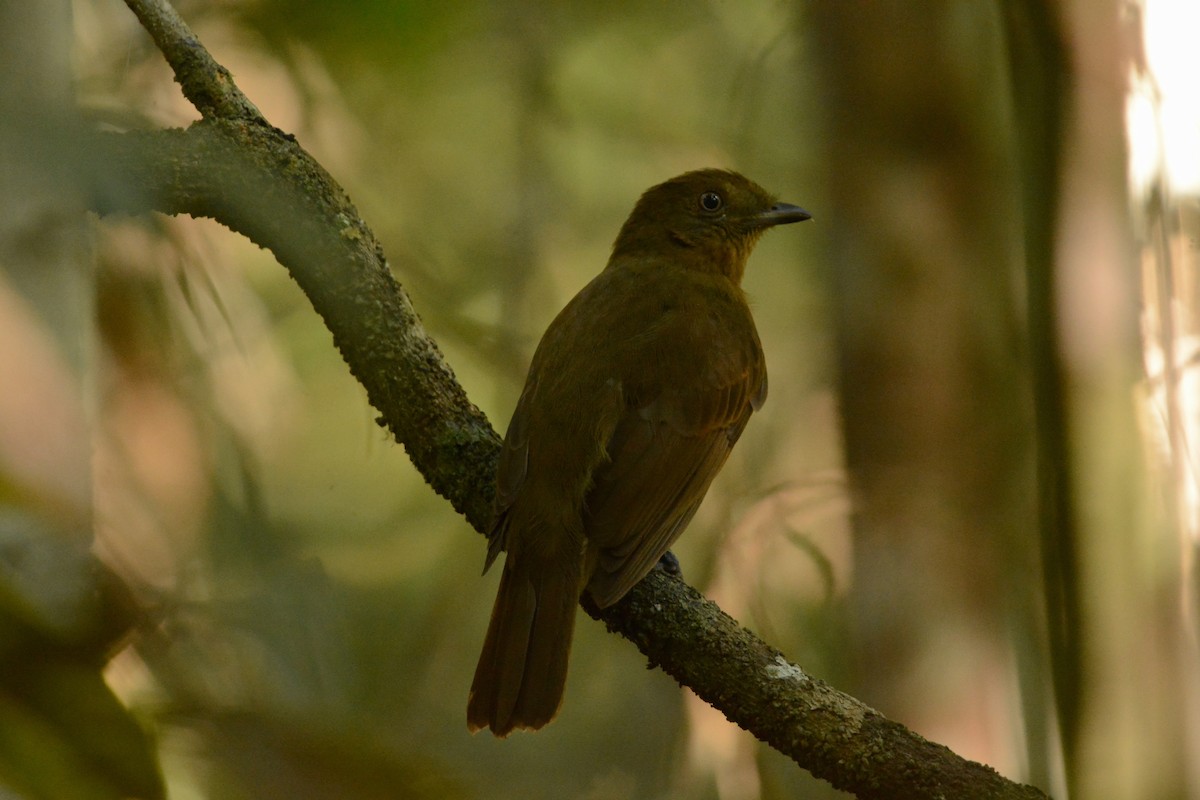 Brown-winged Schiffornis (Brown-winged) - ML597141281