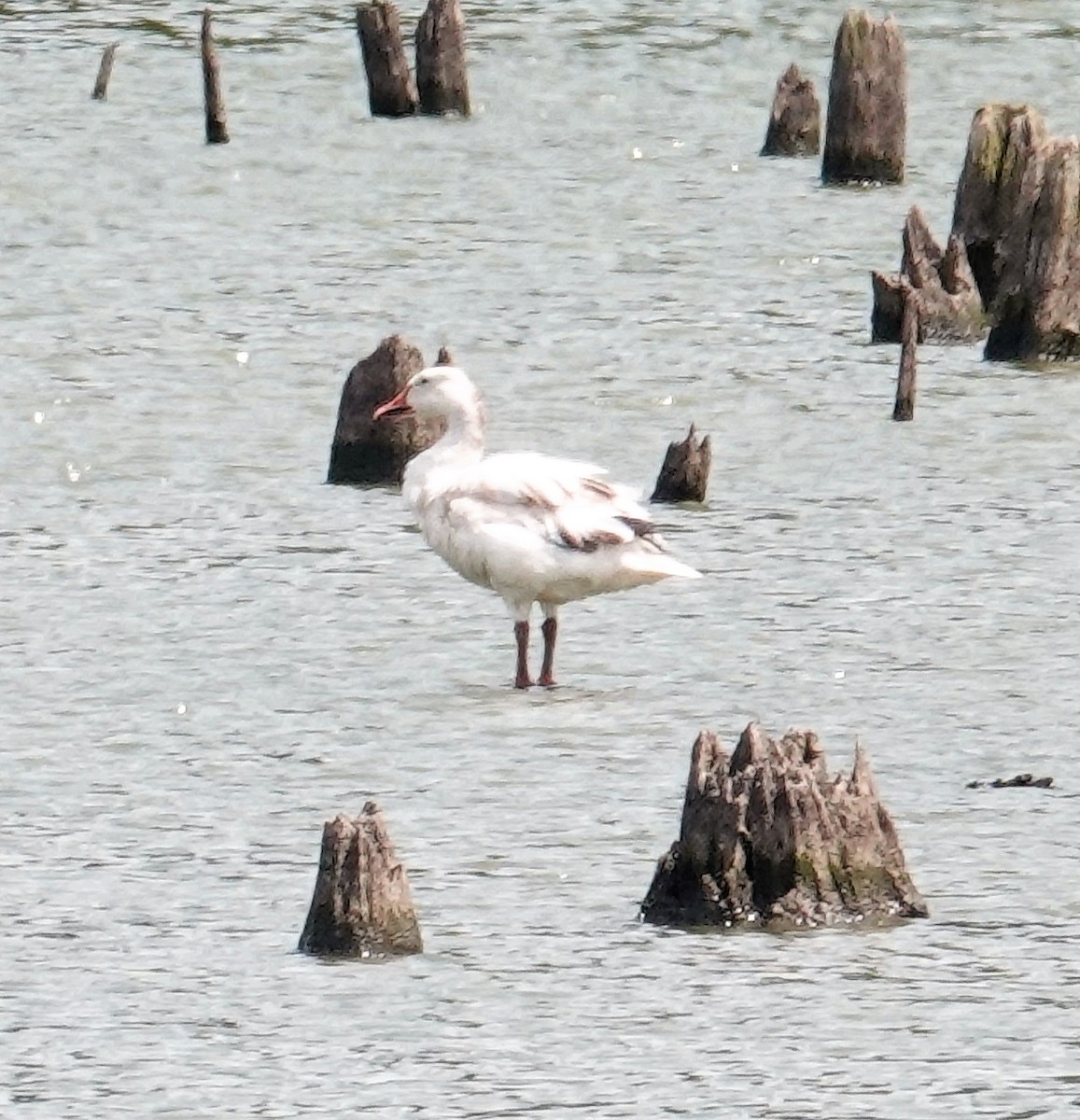 Ebird Checklist Jul Middle Creek Wma Iba Lancaster Co Species