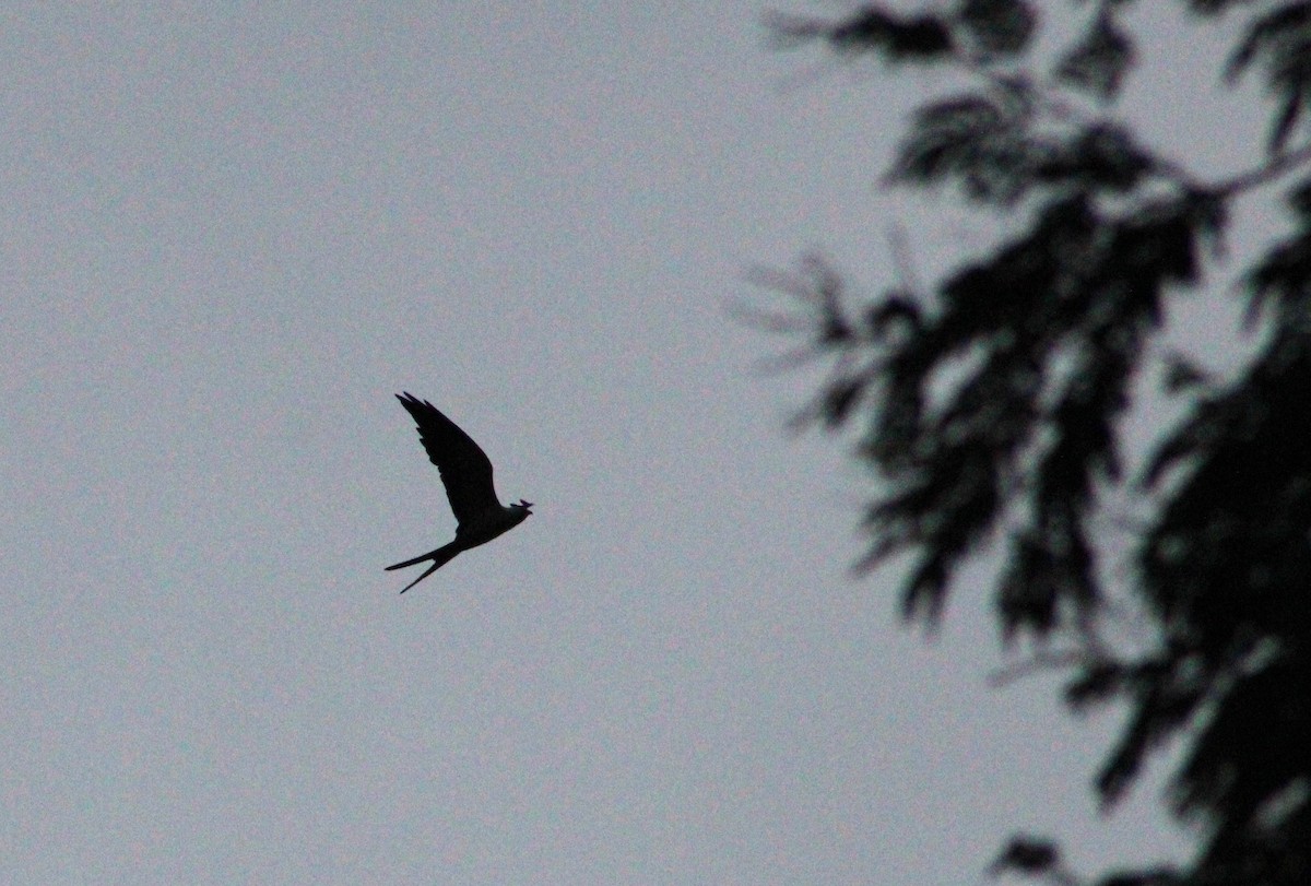 Swallow-tailed Kite - ML597149911
