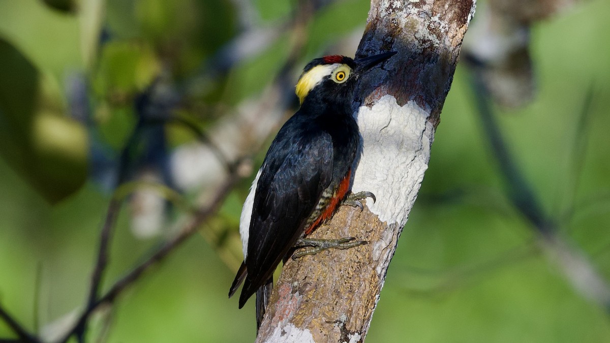 Yellow-tufted Woodpecker - David Theobald