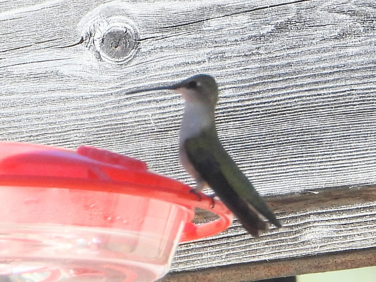 Black-chinned Hummingbird - ML597153191