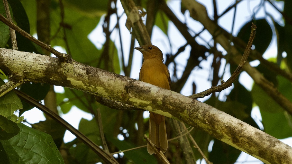 Flame-crested Tanager - ML597154941
