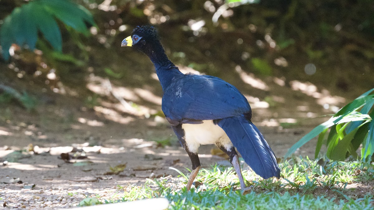 Bare-faced Curassow - ML597155131