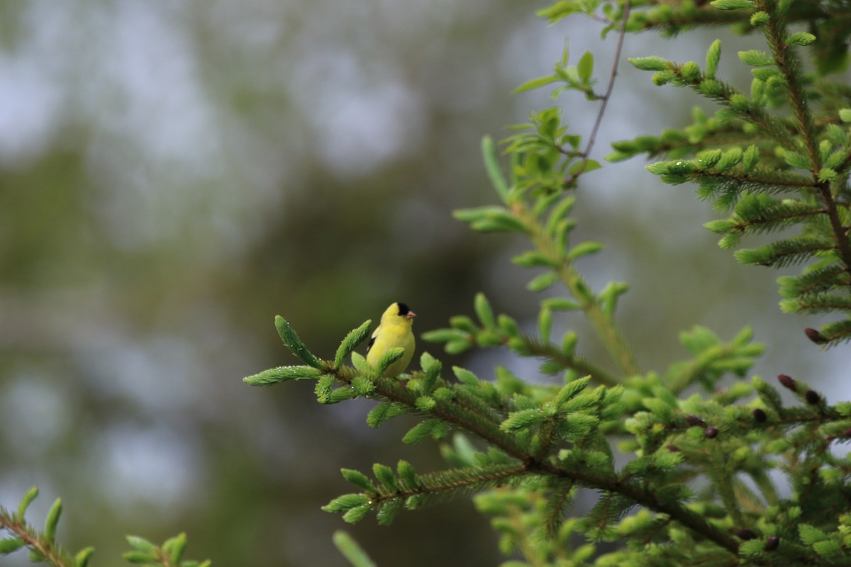 American Goldfinch - Todd Hagedorn