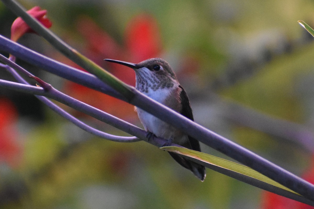Rufous Hummingbird - ML597156241