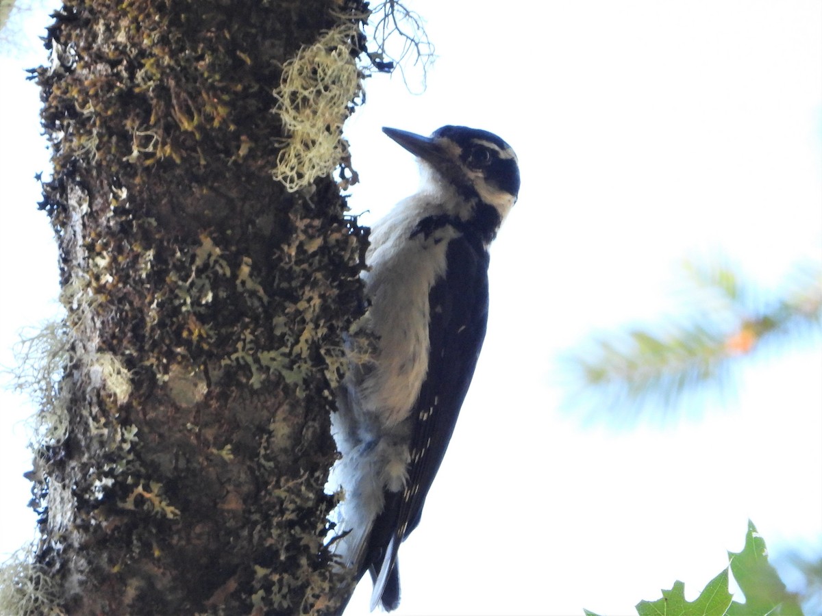 Hairy Woodpecker - ML597160791