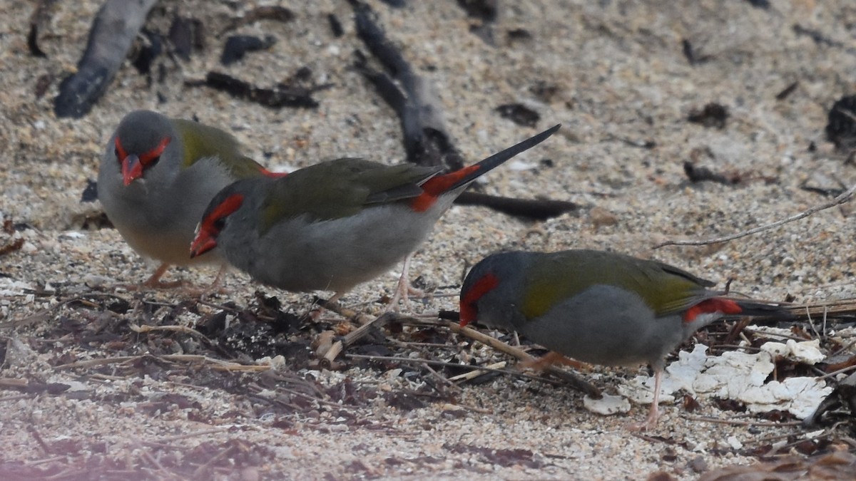 Red-browed Firetail - ML597162691