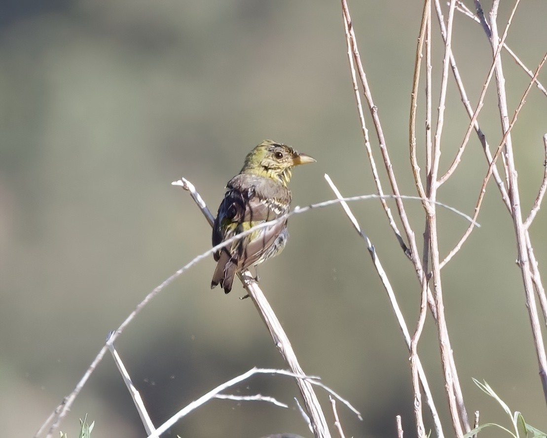 Western Tanager - ML597166201