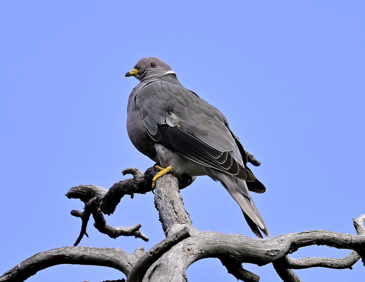 Band-tailed Pigeon - ML597168541